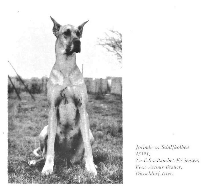 Jorinde v Schilfkolben